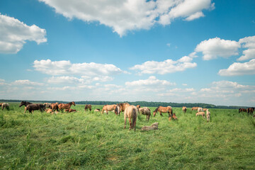 Naklejka na ściany i meble Horses graze in the meadow in the summer, in the afternoon on the ranch.