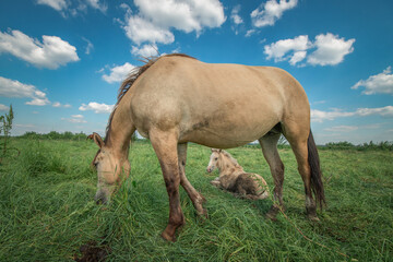 Fototapeta premium Horses graze in the meadow in the summer, in the afternoon on the ranch.