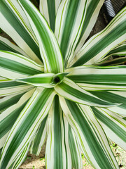 The leaves of the spotted dracaena plant that expands and expands like a beautiful star