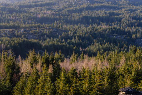 bosque de coniferas, Abeto de Douglas o pino de oreg&oacute;n, Pseudotsuga menziensii , Serra Da Estrela, Beira Alta, Portugal, europa