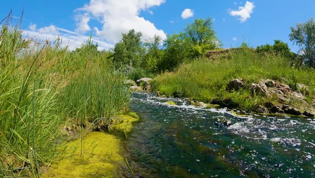 The river flows along the redds. Wildlife.