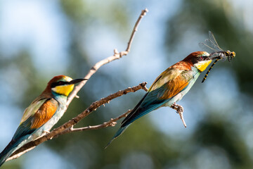 European Bee-eater perched in a dead tree with a dragonfly near the nests