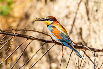 European Bee-eater perched in a dead tree with a dragonfly near the nests