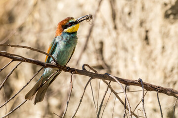 European Bee-eater perched in a dead tree with a dragonfly near the nests