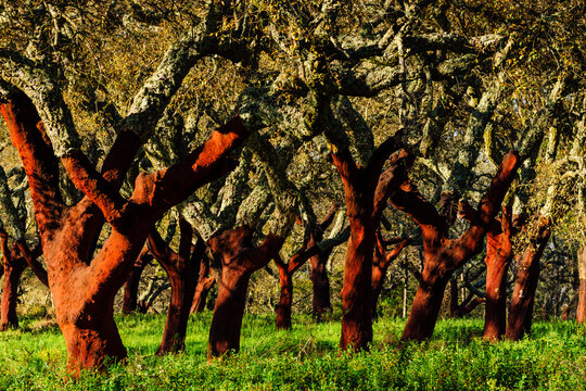 alcornoques descorchados,Quercus suber,Os Almendres, distrito de Evora, Alentejo, Portugal, europa