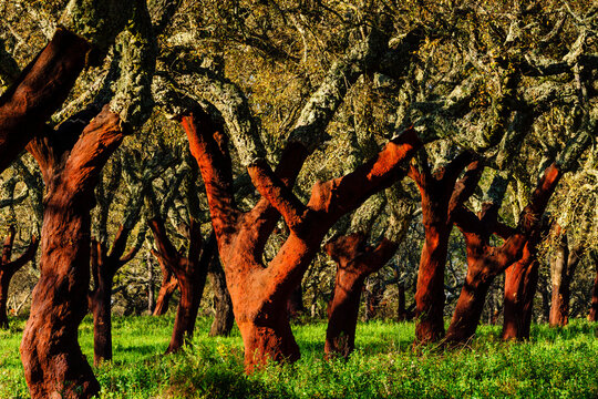 alcornoques descorchados,Quercus suber,Os Almendres, distrito de Evora, Alentejo, Portugal, europa