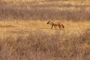 Jackal walking in dry savannah in Ngorongoro crater national park, Tanzania