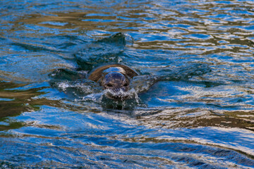 Fototapeta premium Beautiful seal swimming in water
