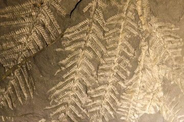 Imprint of leaf on rock. Stone texture. Archaeological background © olyasolodenko