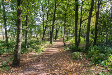 Forest path in Appelbergen nature reserve during autumn in The Netherlands