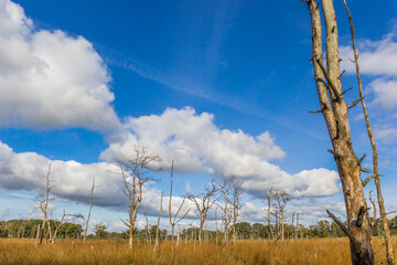 Dead tree in the plains of Appelbergen in autumn in The Netherlands