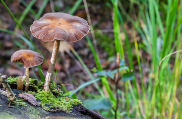 Mushrooms growing on a dead tree in autumn in The Netherlands