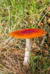 Fly agaric mushroom (Amanita muscaria) on the forest floor