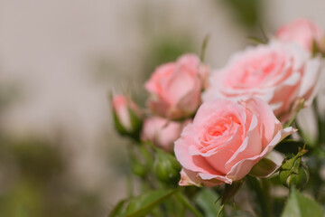 Close up of pink roses  in the garden