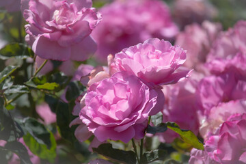 Beautiful purple rose are blooming in the garden