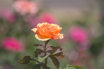Beautiful yellow orange rose is blooming in the garden