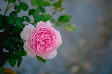 Beautiful pink  rose is blooming in the garden