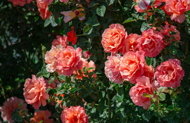 Beautiful pink orange roses are blooming in the garden