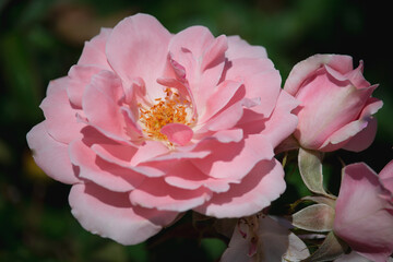 Obraz premium Beautiful pink roses are blooming in the garden