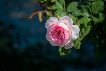 Beautiful pink  rose is  blooming in the garden
