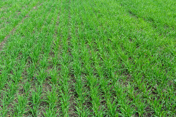 Young wheat seedlings growing in a soil. Agriculture and agronomy theme. Organic food produce on field. Natural background