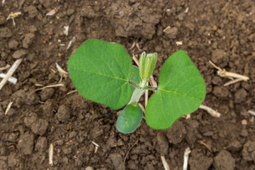 Fresh green soy plants on the field in spring. Rows of young soybean plants