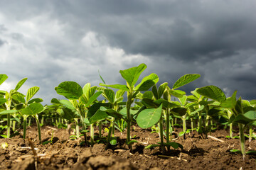 Fresh green soy plants on the field in spring. Rows of young soybean plants