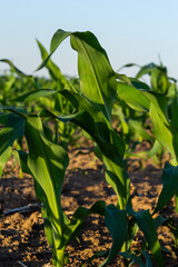 Closeup of green corn sprouts planted in neat rows against a blue sky. Copy space, space for text. Agriculture