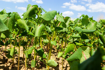 Field of sprout buckwheat on background of sky. Buckwheat, Fagopyrum esculentum, Japanese and silverhull buckwheat on the field. Close-up nurseling buckwheat