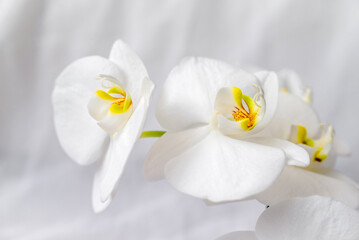Naklejka na ściany i meble The branch of white orchids on white fabric background 