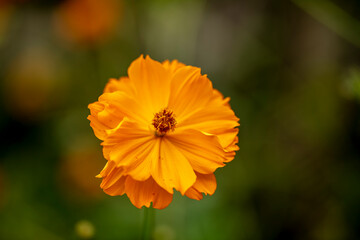 Close up photo of sulfer cosmos flower and blurred background