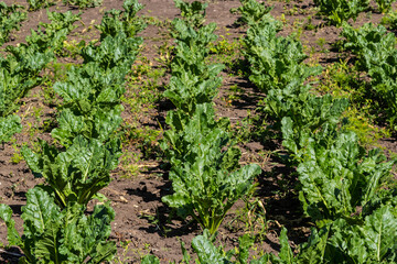 Agricultural scenery of of sweet sugar beet field. Sugar beets are young. Sugar beet field