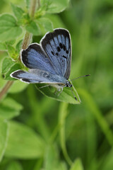 A rare Large Blue Butterfly, Phengaris arion, resting on a plant in a meadow. Its wings are just...
