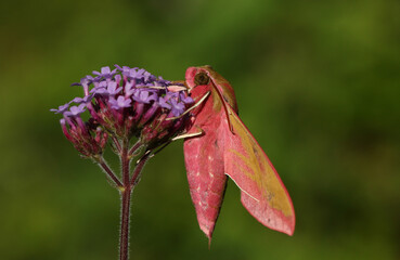 A stunning Elephant Hawk-moth, Deilephila elpenor, perching on a flower.