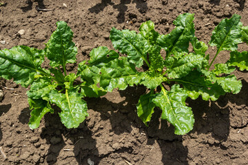 Agricultural scenery of of sweet sugar beet field. Sugar beets are young. Sugar beet field