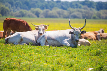 Naklejka na ściany i meble Lazy cows on pasture in nature park Lonjsko polje, Croatia