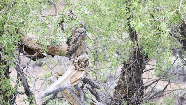 Great Horned Owls at Evans Creek Park - Shallow Depth of Field.  Evans Creek Park is part of Rancho San Rafael in Reno, Nevada