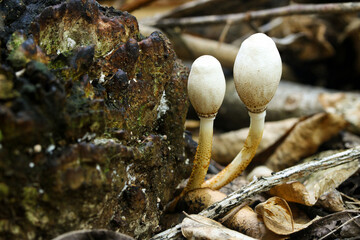 Inedible mushrooms growing in the tropical forest..