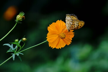 キバナコスモスの黄色の花にツマグロヒョウモン蝶