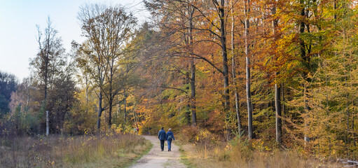 Panorama of a couple hiking in the forest near Borger, Netherlands