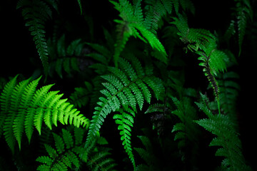 Group dark background of thriving fern with deep rich greens. concept of nature