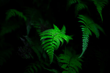 Group dark background of thriving fern with deep rich greens. concept of nature