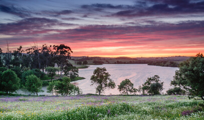 Obraz premium dehesa en primavera, Estremoz, Alentejo, Portugal, europa