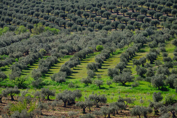 campo de olivos, Campo Maior, Alentejo, Portugal, europa