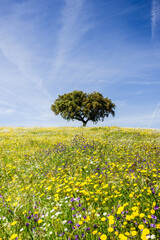 dehesa en primavera,Campo Maior, Alentejo,Portugal