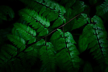 Group dark background of thriving fern with deep rich greens. concept of nature