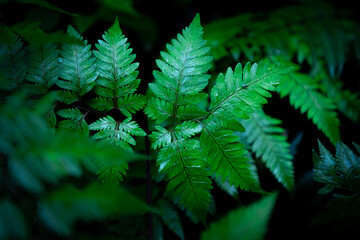 Group dark background of thriving fern with deep rich greens. concept of nature