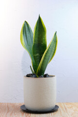 観葉植物イメージ、サンスベリア、Sansevieria、白背景