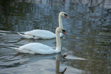 Fototapeta premium Whooper swan - Cygnus olor in the water on a dark background. River, summer evening