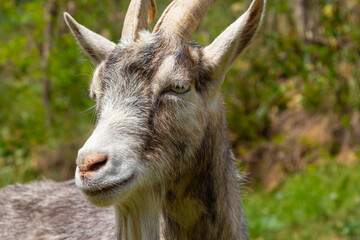 A cute feeding goat in gray and orange color grazing in the meadow